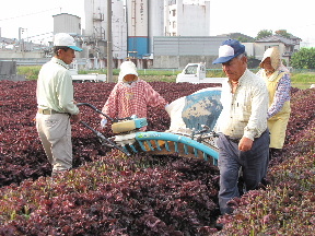 JA 海部東農業協同組合（あまひがし） -特産の赤シソを収穫、出荷
