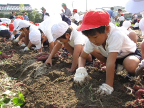 JA 海部東農業協同組合（あまひがし） -小さな手で大きなサツマイモを掘り出す