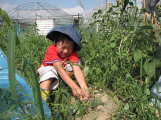 JA 海部東農業協同組合（あまひがし） -「畑の学校」で収穫を体験