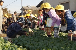 JA 海部東農業協同組合（あまひがし） -特産小松菜の収穫を児童が見学