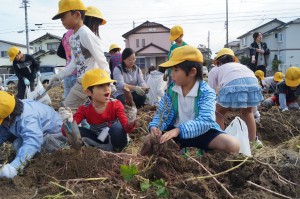 JA 海部東農業協同組合（あまひがし） -小学生児童がサツマイモの収穫体験