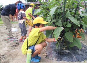 JA 海部東農業協同組合（あまひがし） -神守小学校　夏野菜の収穫体験を開催
