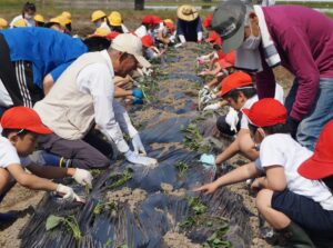 JA 海部東農業協同組合（あまひがし） -農業の楽しさを体験 小学生がサツマイモ苗を定植