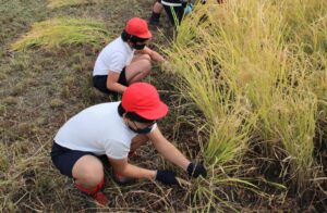 JA 海部東農業協同組合（あまひがし） -実りの秋 新米を収穫しよう　小学校稲刈り体験