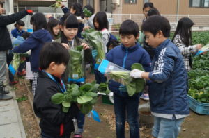 JA 海部東農業協同組合（あまひがし） -大治小学校　農業体験　　冬の葉物野菜を収穫