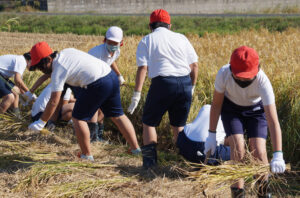 JA 海部東農業協同組合（あまひがし） -自分の手で新米を収穫しよう　小学校稲刈り体験