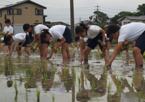 JA 海部東農業協同組合（あまひがし） -田植体験　お米を作る大切さを学ぼう