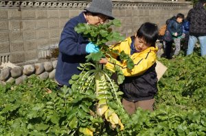 JA 海部東農業協同組合（あまひがし） -親子野菜作り体験　親子で旬の野菜を収穫