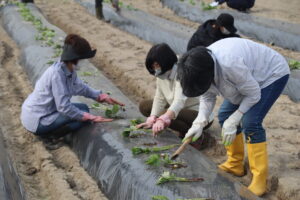 JA 海部東農業協同組合（あまひがし） -秋の収穫を目指して サツマイモ苗を定植