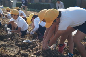JA 海部東農業協同組合（あまひがし） -小学生が農業体験　サツマイモ収穫
