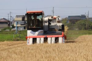 JA 海部東農業協同組合（あまひがし） -黄金色に染まる圃場　令和4年産 麦の収穫始まる