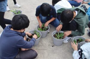 JA 海部東農業協同組合（あまひがし） -大治南小学校　花の苗の定植体験