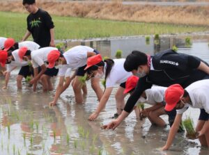 JA 海部東農業協同組合（あまひがし） -小学生が手で植える昔ながらの田植えを体験